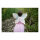 Great Pretenders Costume Dress Butterfly with Wings