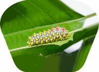 Natural History Museum Creepy Crawly Torch and Projector