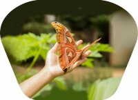 Natural History Museum Creepy Crawly Torch and Projector